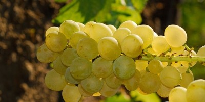 Bor- és csemegeszőlő lombtrágyázási technológiái