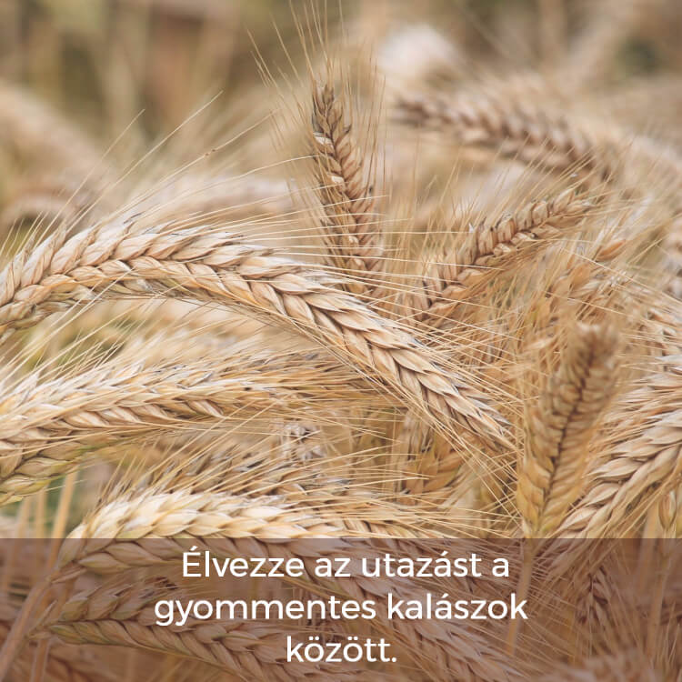 Gyommentes kalászos