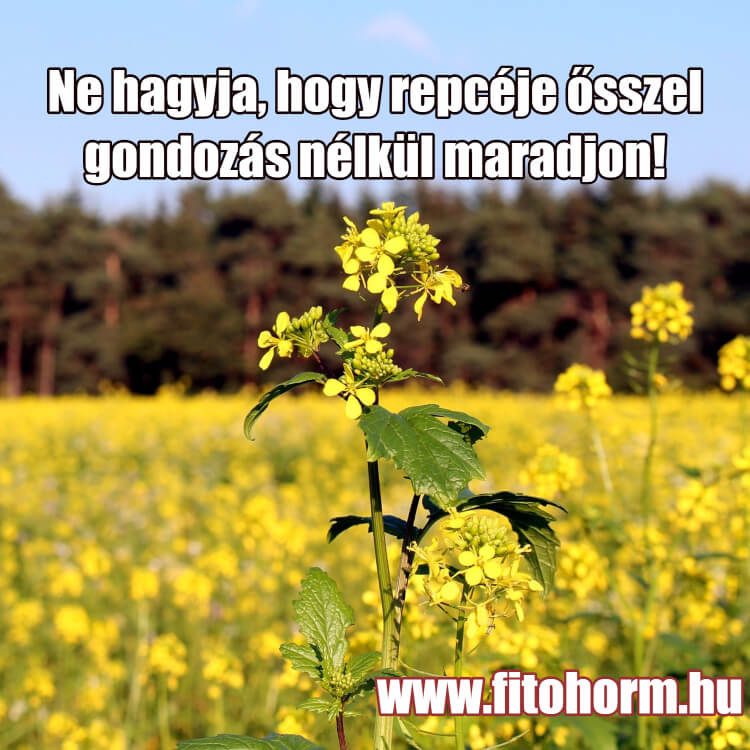 Repce gondozás nélkül