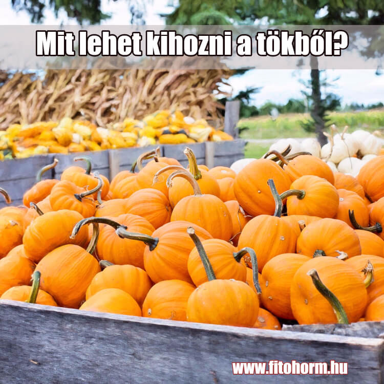 Tökfesztivál Rácalmáson