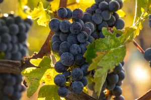adobestock-286242163-jpeg-20251006-1620-0-90-cr