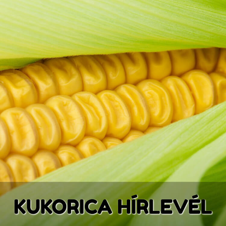 Kukorica hírlevél 2020.